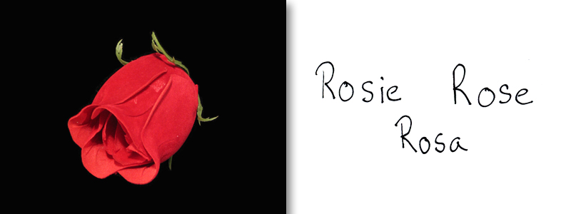 rosie rose rosa